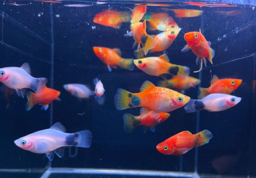 Assorted Mickey Mouse Platy