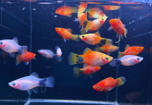 Assorted Mickey Mouse Platy