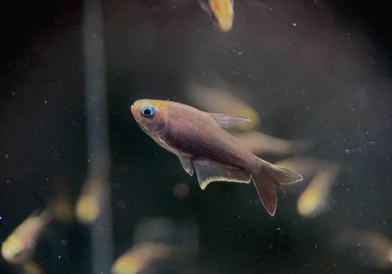 Black Emperor Tetra