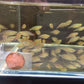 Praecox Rainbow / Neon Dwarf Rainbow Fish