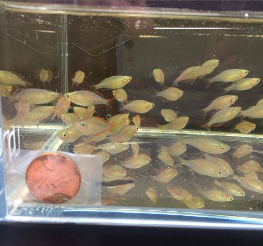 Praecox Rainbow / Neon Dwarf Rainbow Fish