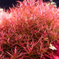 Ludwigia arcuata (Needle Leaf) Live Aquarium Plants