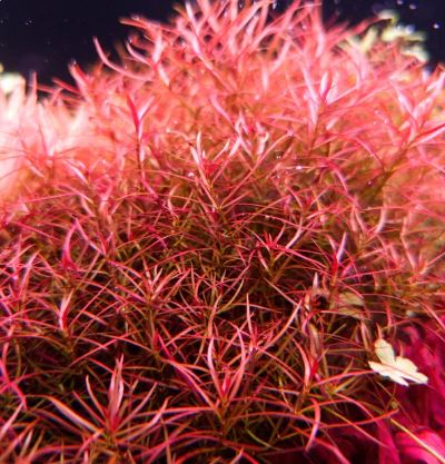 Ludwigia arcuata (Needle Leaf) Live Aquarium Plants