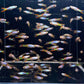 Silverado Endler Males