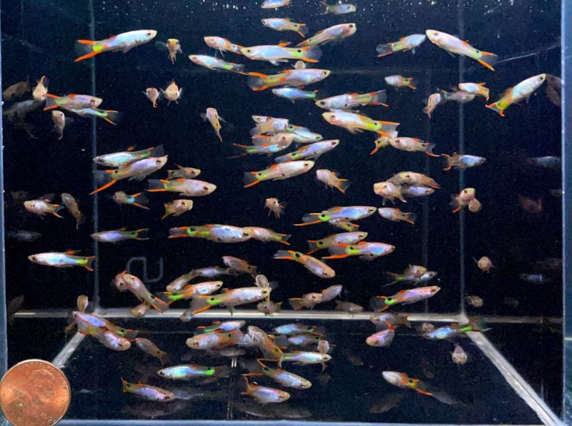 Silverado Endler Males