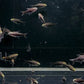 Black Emperor Tetra