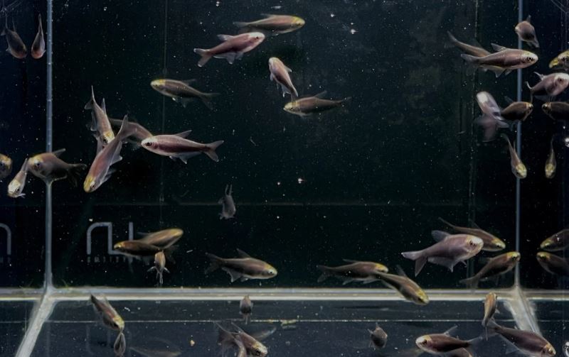 Black Emperor Tetra