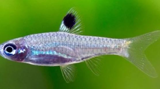 Emerald Eye Rasbora
