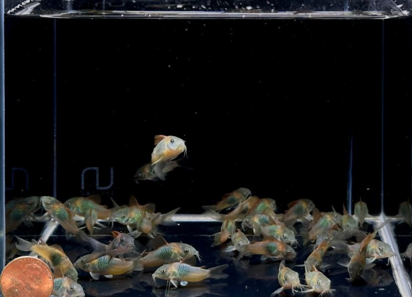 Orange Venezuelan Cory