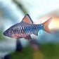 Checkered Barb