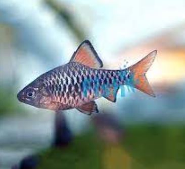 Checkered Barb