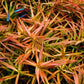 Ludwigia arcuata (Needle Leaf) Live Aquarium Plants