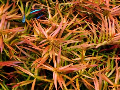 Ludwigia arcuata (Needle Leaf) Live Aquarium Plants