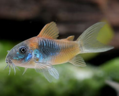 Orange Venezuelan Cory