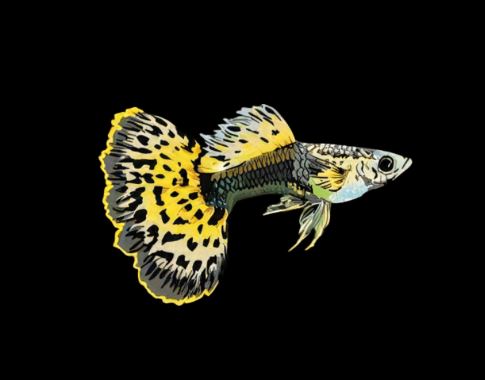 Leopard Tux Guppy Males