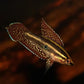 Moonspot Licorice Gourami