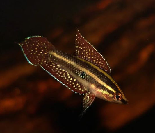 Moonspot Licorice Gourami