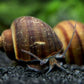 Black Mystery Snail