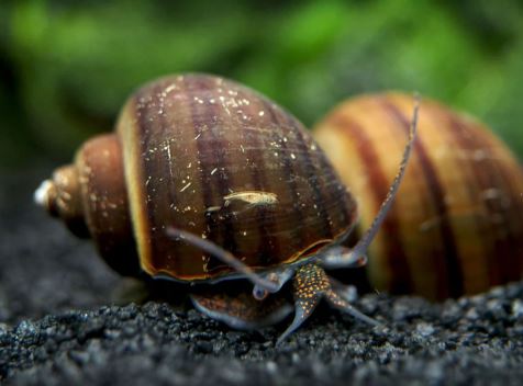 Black Mystery Snail