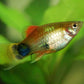 Assorted Mickey Mouse Platy