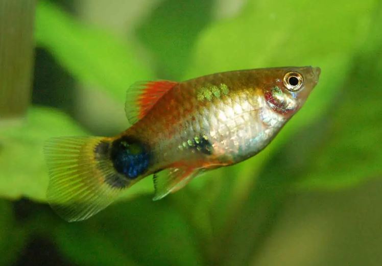 Assorted Mickey Mouse Platy