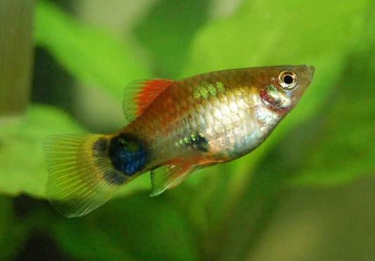 Assorted Mickey Mouse Platy
