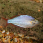 Praecox Rainbow / Neon Dwarf Rainbow Fish