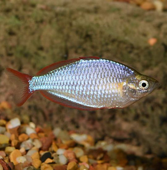 Praecox Rainbow / Neon Dwarf Rainbow Fish