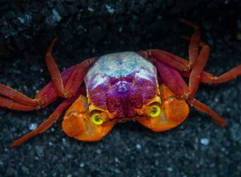 Mandarin Crab