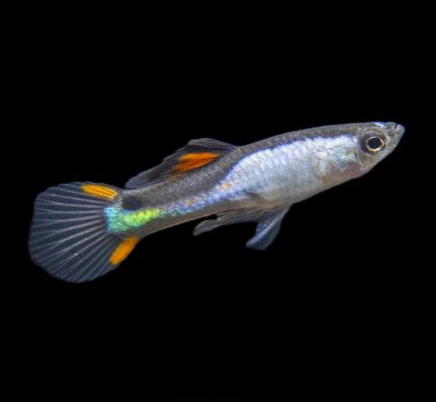 Silverado Endler Males