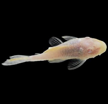 Albino Bushy Nose Pleco (1/2 inch)