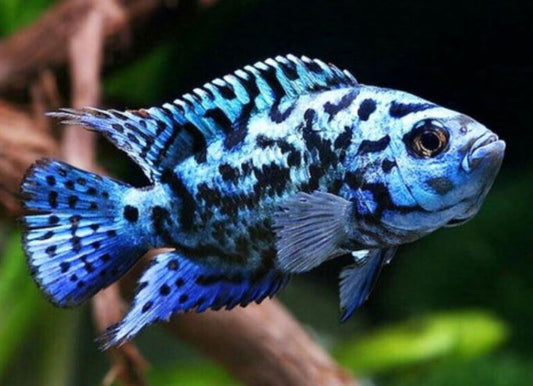 2 Electric Blue Jack Dempsey