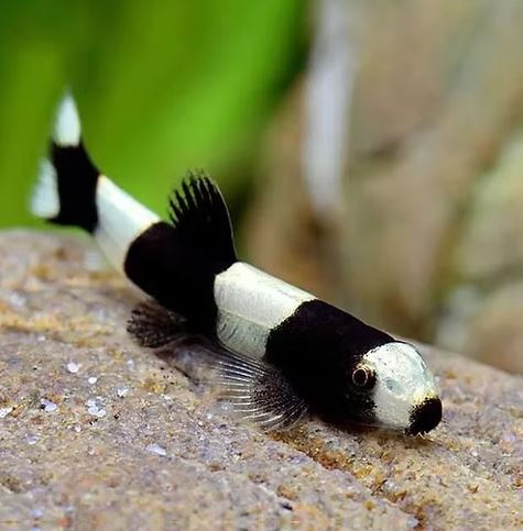 Panda Loach