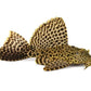 Leopard Sailfin Pleco