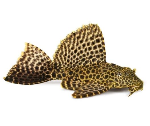 Leopard Sailfin Pleco