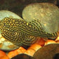 Hillstream Loach / Sewellia lineolata