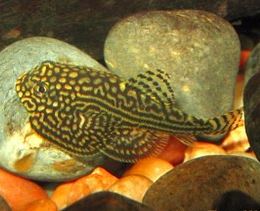 Hillstream Loach / Sewellia lineolata