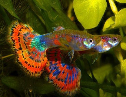 Blue Variegated Guppy Males