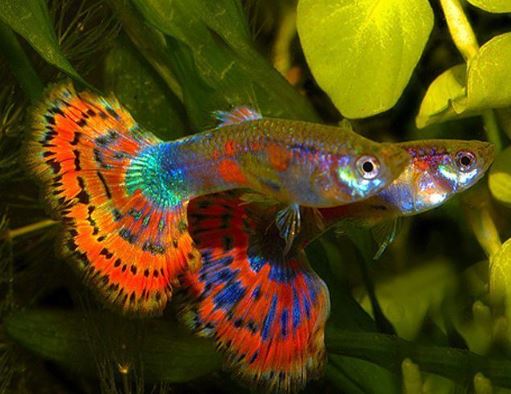Blue Variegated Guppy Males