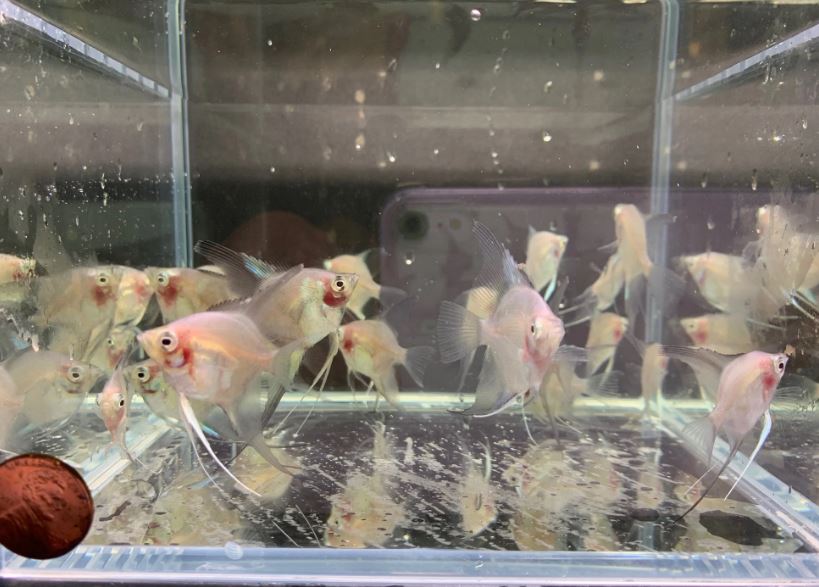 Green Giant Angelfish M