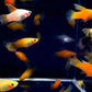 Assorted Hifin Platy