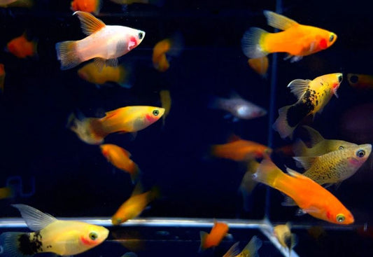Assorted Hifin Platy