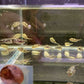 Fahaka Puffer