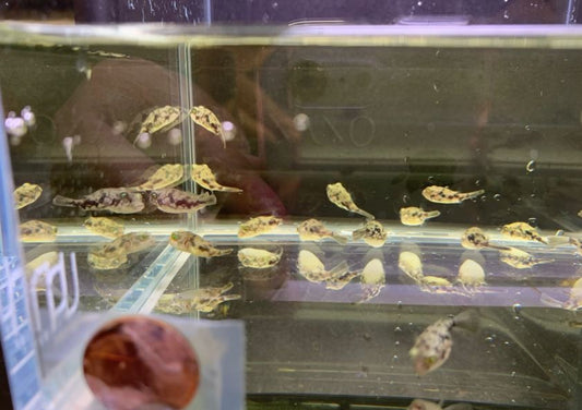 Fahaka Puffer