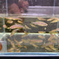 Zebra Danio