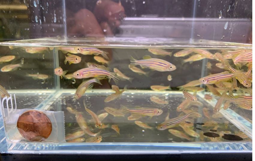 Zebra Danio