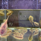 Hillstream Loach / Chinese Butterfly Pleco (Size M)