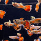 Blue Variegated Guppy Males