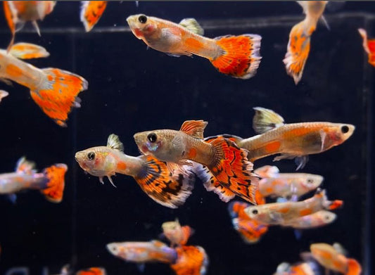 Blue Variegated Guppy Males