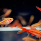 Veiltail Cherry Barb
